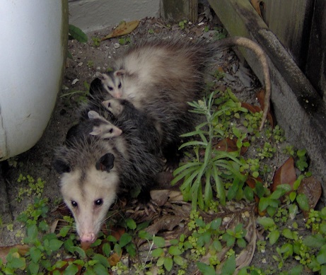 Opossum Size Chart