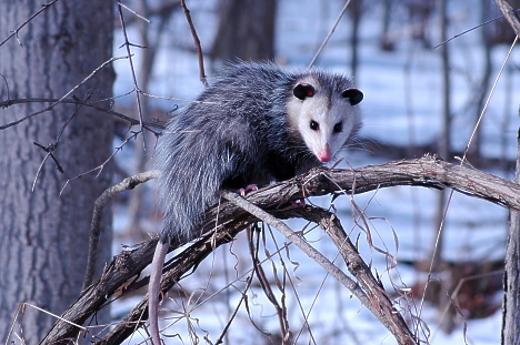 'Beautiful Opossum